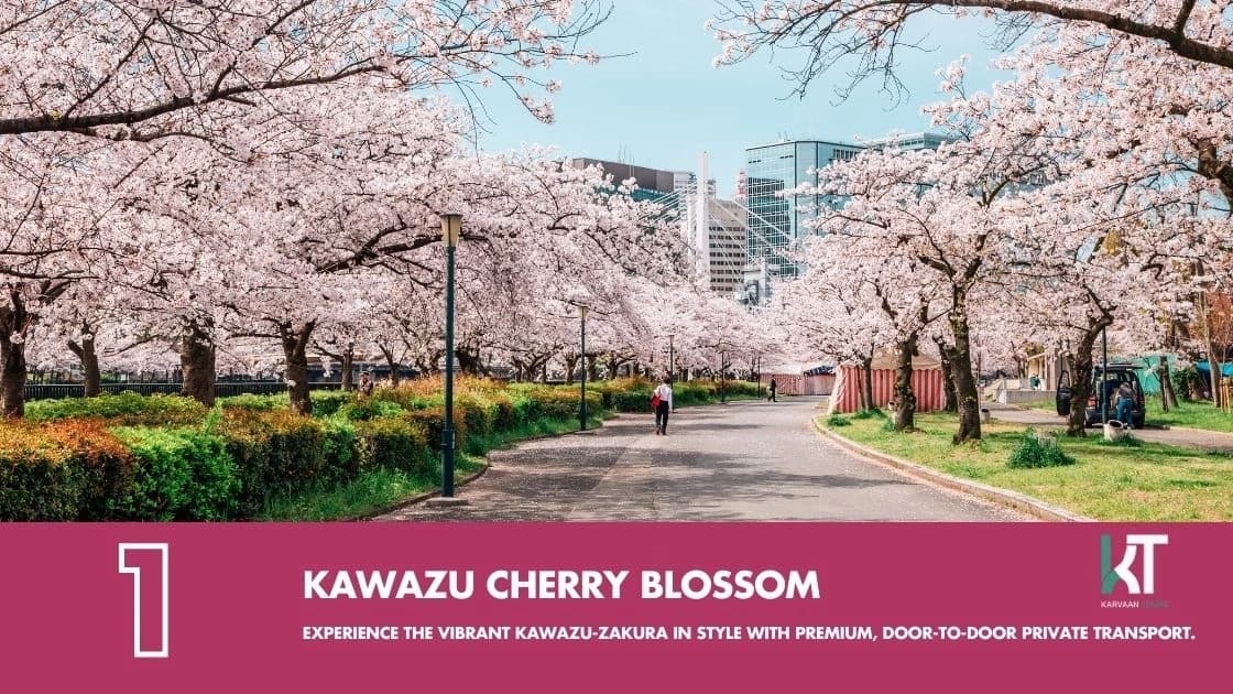 Kawazu Cherry Blossom Festival Tour | Private Transport & Scenic Sakura Views image 2 Kawazu Cherry Blossom Festival Tour | Private Transport & Scenic Sakura Views image 2