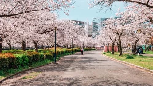 Kawazu Cherry Blossom Festival Tour | Private Transport & Scenic Sakura Views image 1 Kawazu Cherry Blossom Festival Tour | Private Transport & Scenic Sakura Views image 1