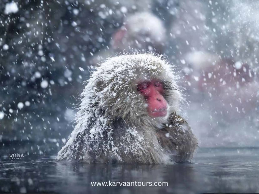 Japanese snow monkey sitting in a hot spring during snowfall at Jigokudani Snow Monkey Park in Nagano Japan