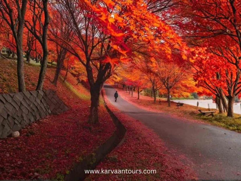 Scenic road covered with red autumn leaves in Nagano Japan during fall season