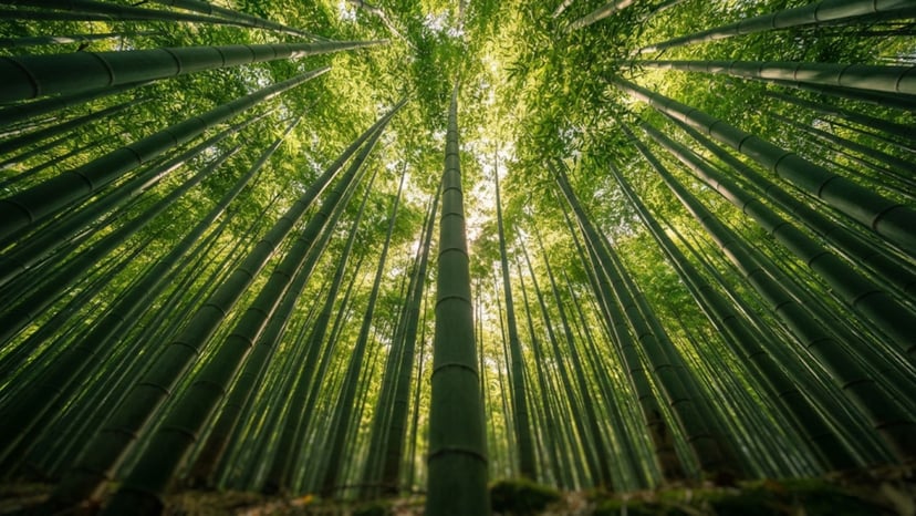 Looking up at the tall, towering green bamboo stalks at Hokokuji Temple.