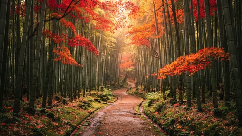 Vibrant autumn leaves surrounding the bamboo forest area at Hokokuji Temple.