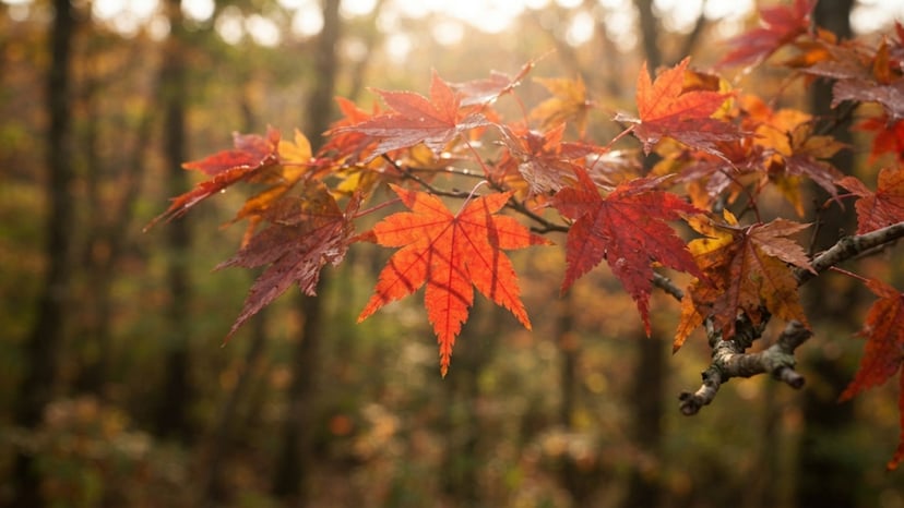 Vibrant red and orange maple leaves covering the Nikko mountains.