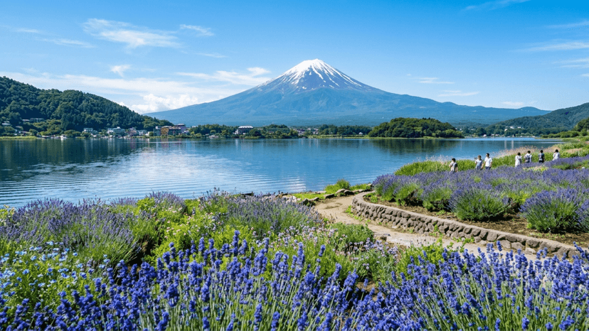 Panoramic view of Lake Kawaguchiko with lavender flowers at Oishi Park and Mount Fuji in the background