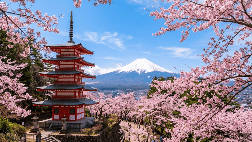Iconic red Chureito Pagoda looking out at Mount Fuji during spring cherry blossom season in Fujiyoshida