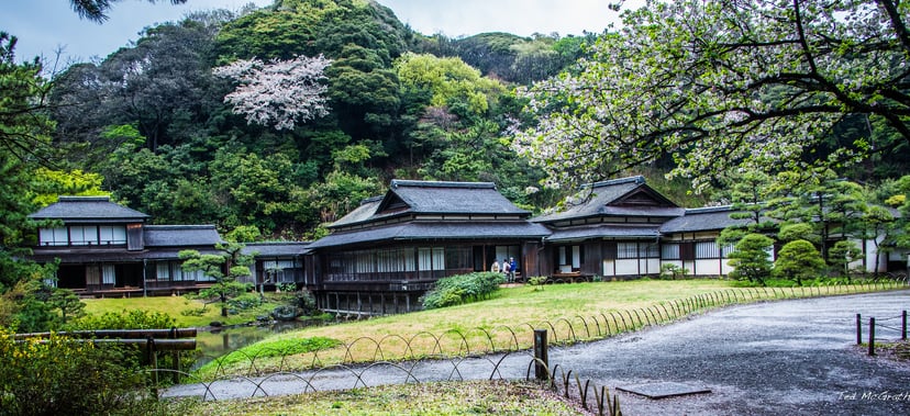 Traditional Japanese wooden buildings surrounded by greenery and cherry blossoms at Sankeien Garden in Yokohama.