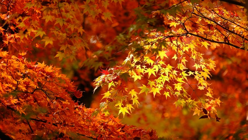Close-up view of delicate Japanese maple leaves glowing in fiery red and yellow autumn sunlight.