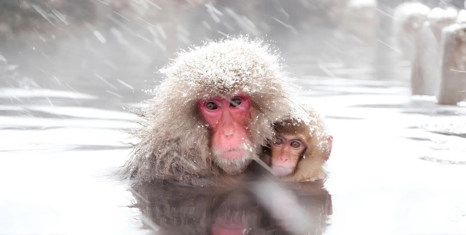 Japanese macaque snow monkey bathing in hot spring Nagano — Karvaan Tours