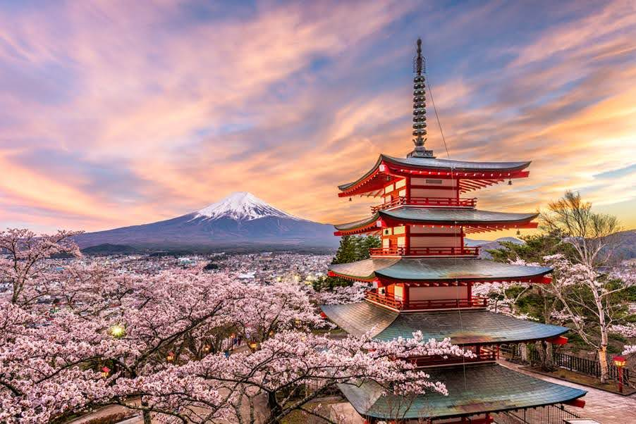 Cherry blossom season, Mount Fuji 2026, showing pink cherry blossom trees with Mount Fuji backdrop