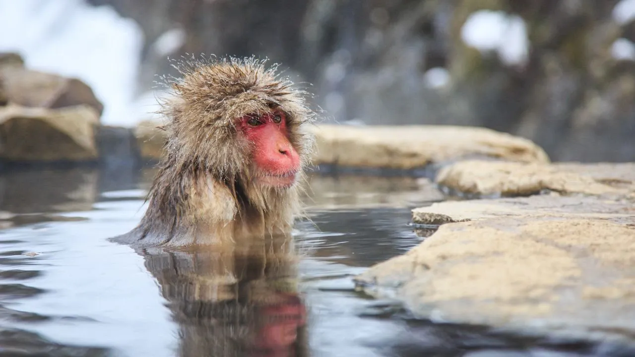 snow monkeys bathing in natural hot spring