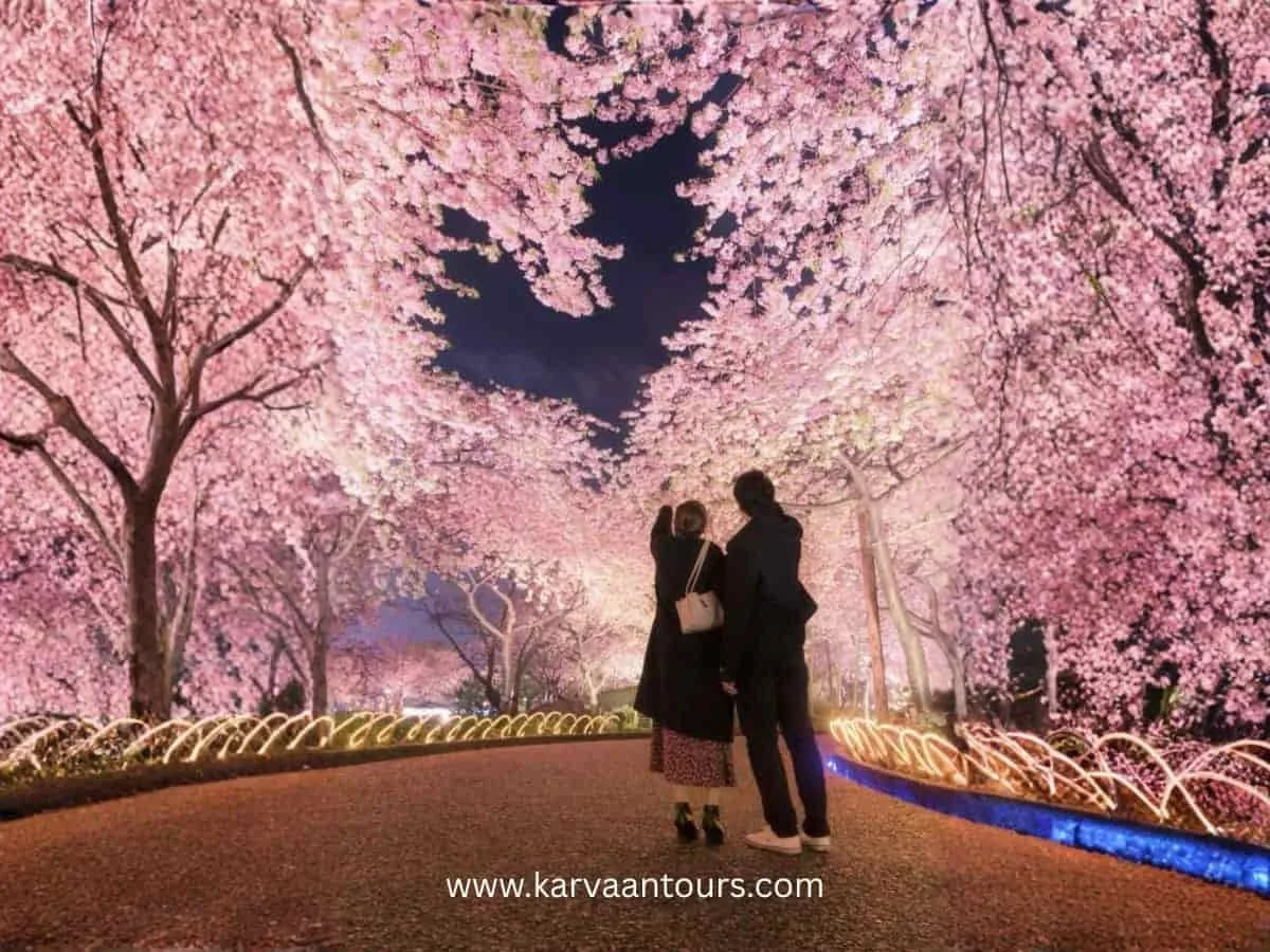 Cherry Blossom Season Japan: Complete Sakura Travel Guide for 2026